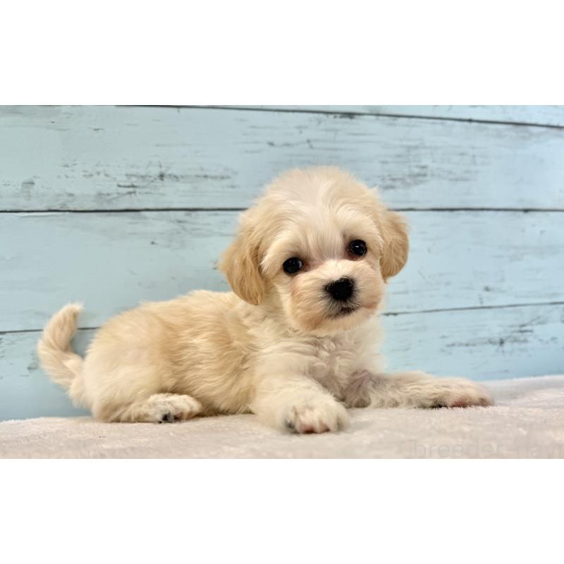 販売中の千葉県のマルプー:マルチーズ×トイプードル-436205の6枚目