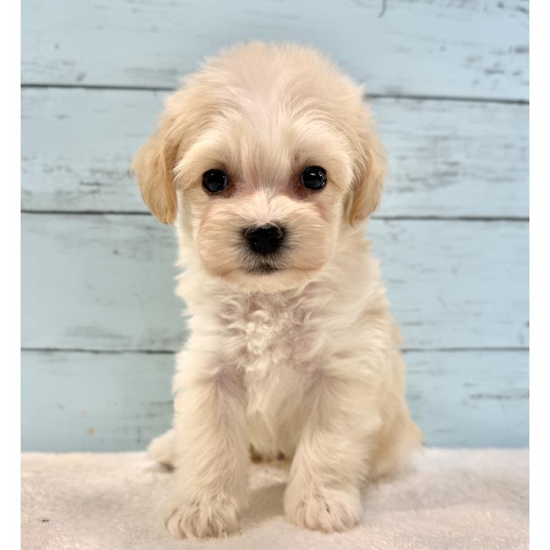 販売中の千葉県のマルプー:マルチーズ×トイプードル-436205の5枚目