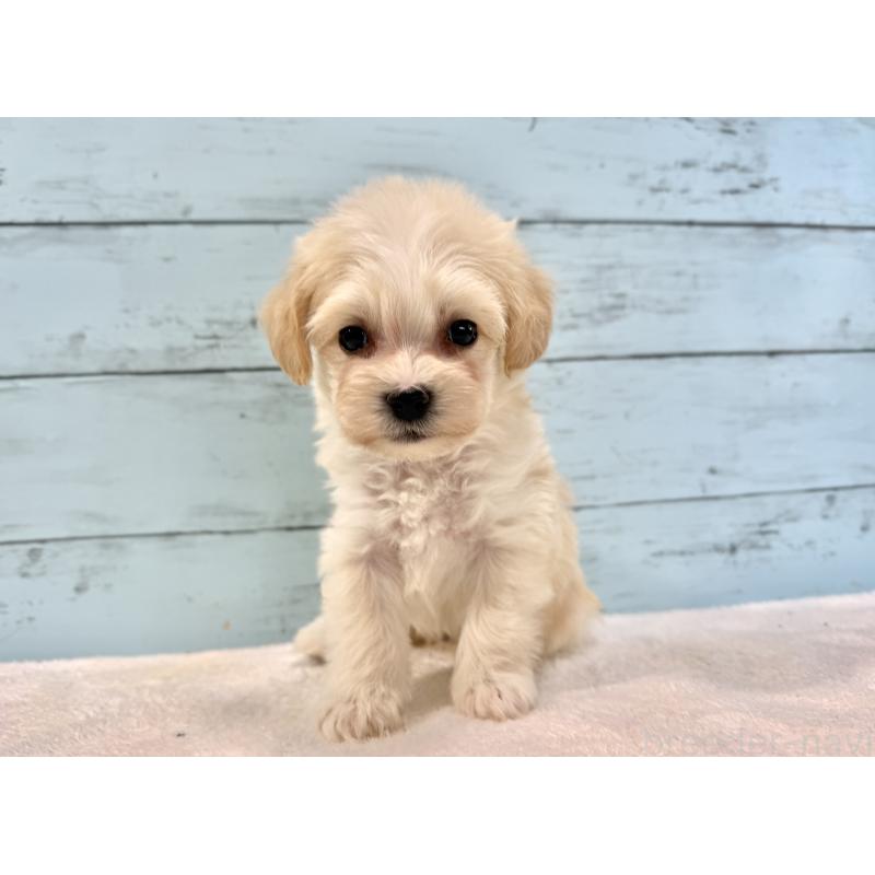 販売中の千葉県のマルプー:マルチーズ×トイプードル-436205の4枚目