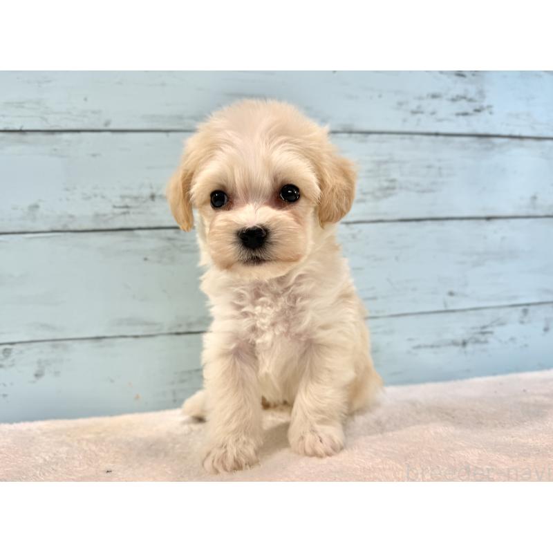 販売中の千葉県のマルプー:マルチーズ×トイプードル-436205の3枚目