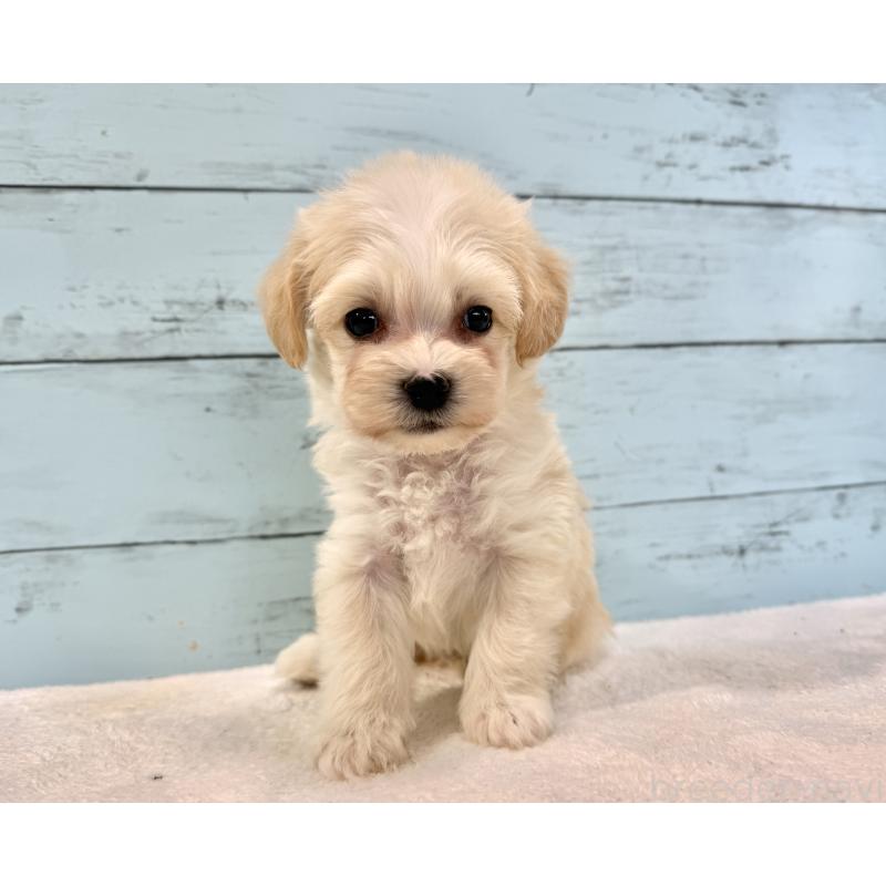 販売中の千葉県のマルプー:マルチーズ×トイプードル-436205の2枚目