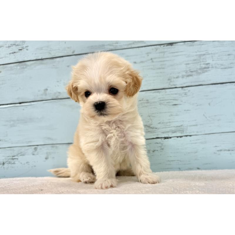 販売中の千葉県のマルプー:マルチーズ×トイプードル-436208の12枚目