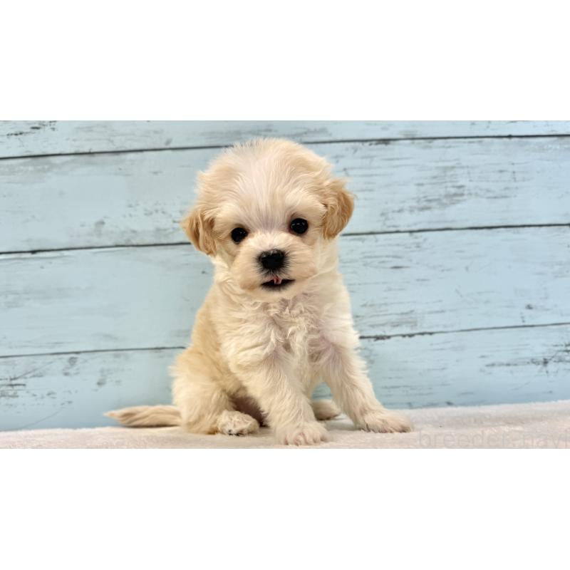 販売中の千葉県のマルプー:マルチーズ×トイプードル-436208の11枚目