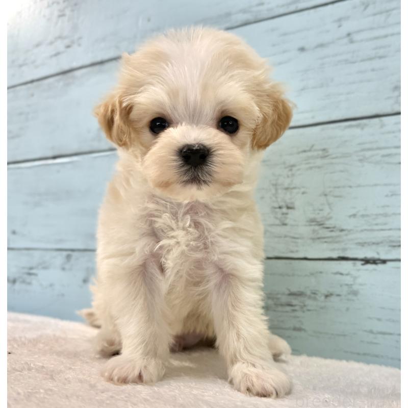 販売中の千葉県のマルプー:マルチーズ×トイプードル-436208の10枚目