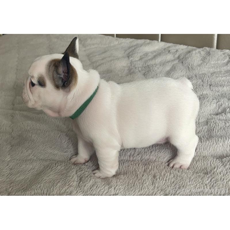 販売中の愛知県のフレンチブルドッグ-437171の3枚目