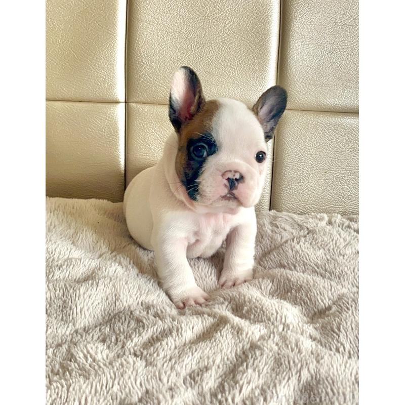 販売中の愛知県のフレンチブルドッグ-437171の2枚目