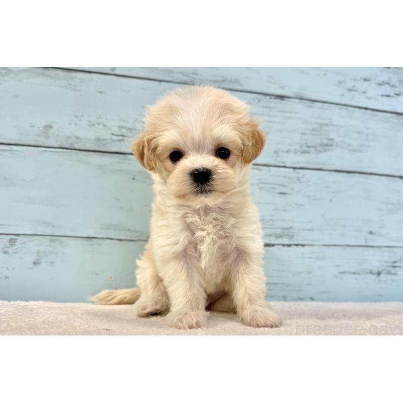 販売中の千葉県のマルプー:マルチーズ×トイプードル-436208の8枚目