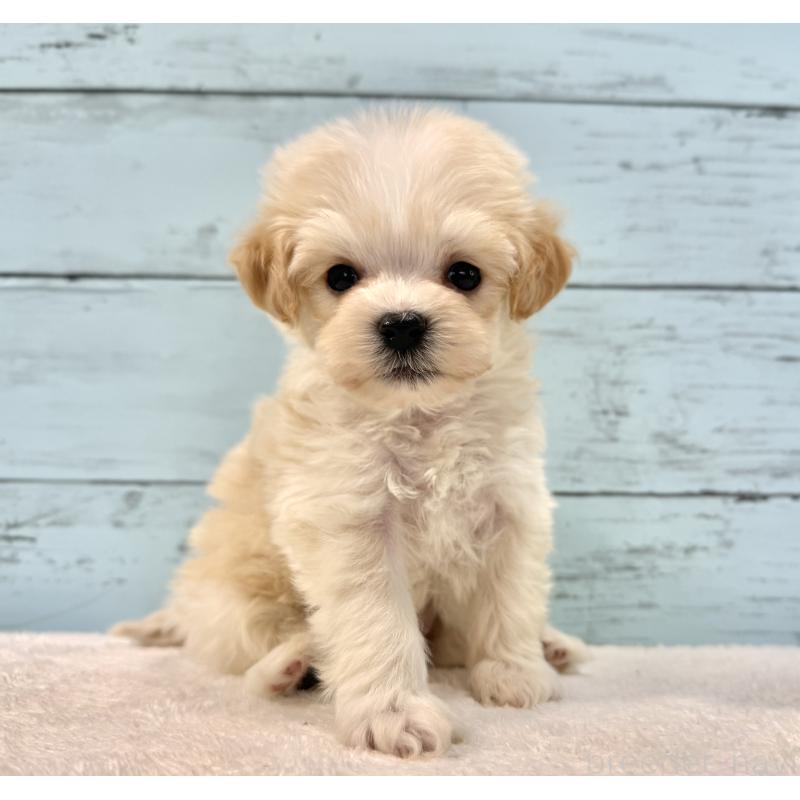 販売中の千葉県のマルプー:マルチーズ×トイプードル-436208の6枚目