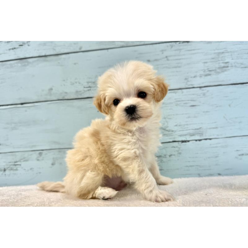 販売中の千葉県のマルプー:マルチーズ×トイプードル-436208の4枚目