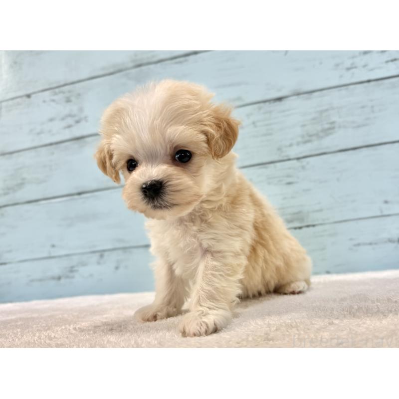 販売中の千葉県のマルプー:マルチーズ×トイプードル-436208の3枚目