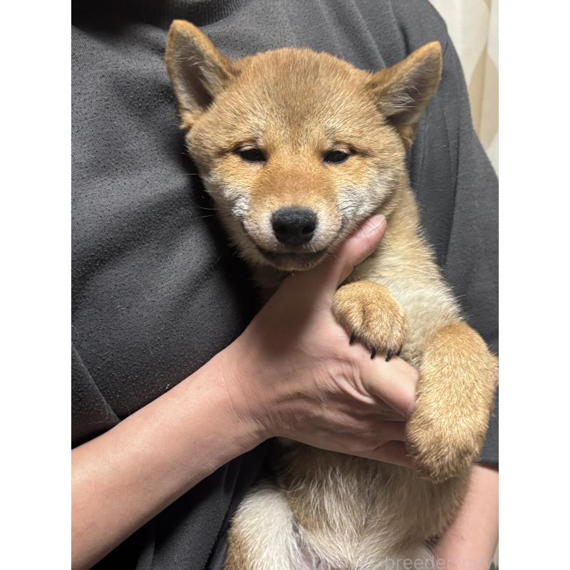 販売中の香川県の豆柴-430242