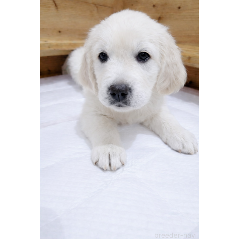 成約済の兵庫県のゴールデンレトリーバー-435139の2枚目