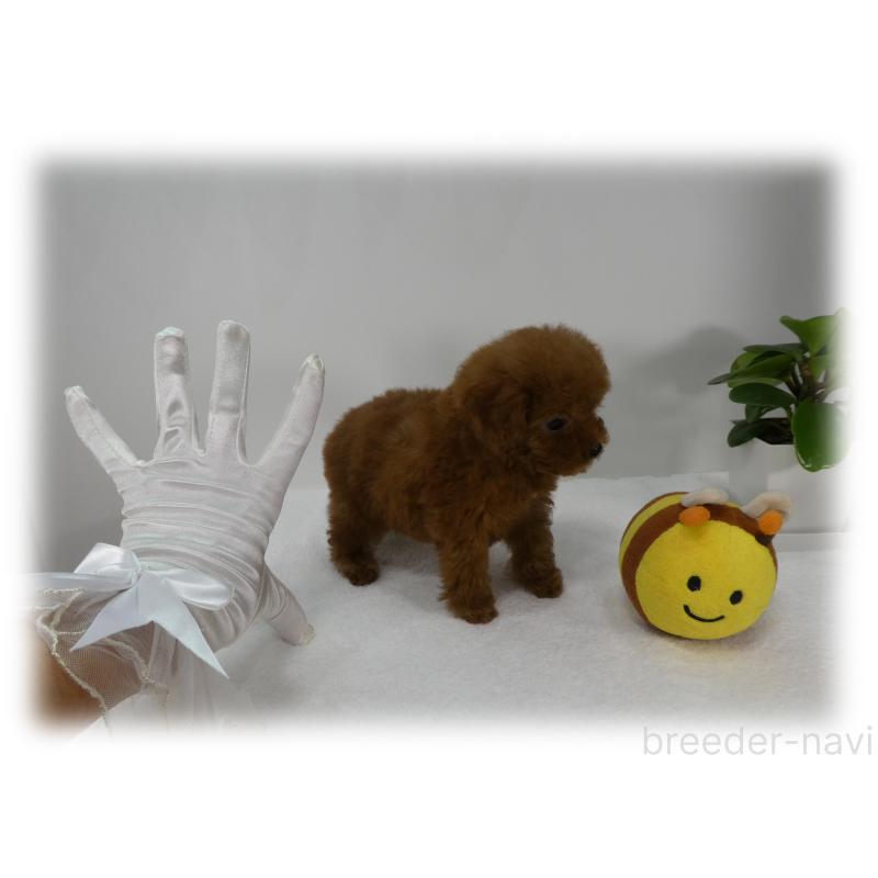 販売中の埼玉県のティーカッププードル-437000の12枚目