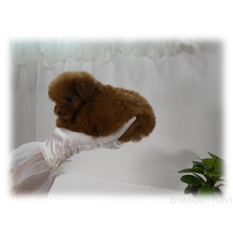 販売中の埼玉県のティーカッププードル-437000の10枚目