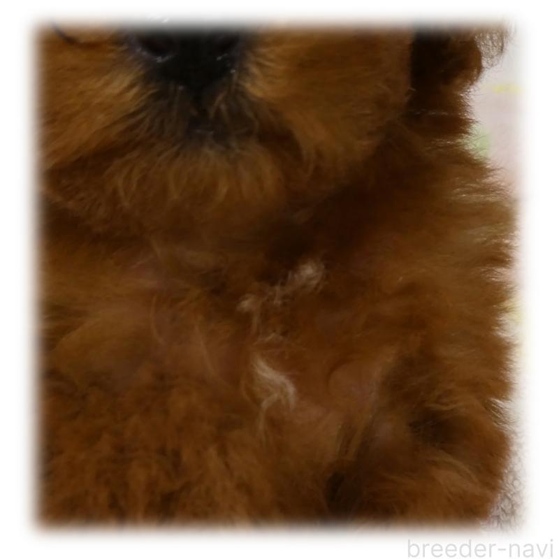 販売中の埼玉県のティーカッププードル-437000の8枚目