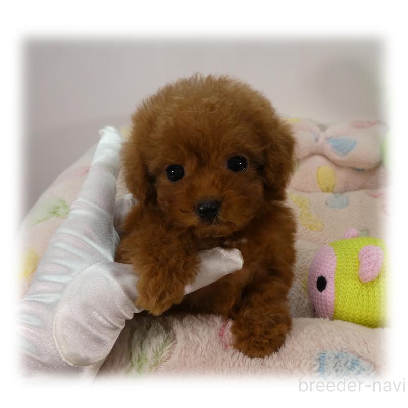 販売中の埼玉県のティーカッププードル-437000の7枚目