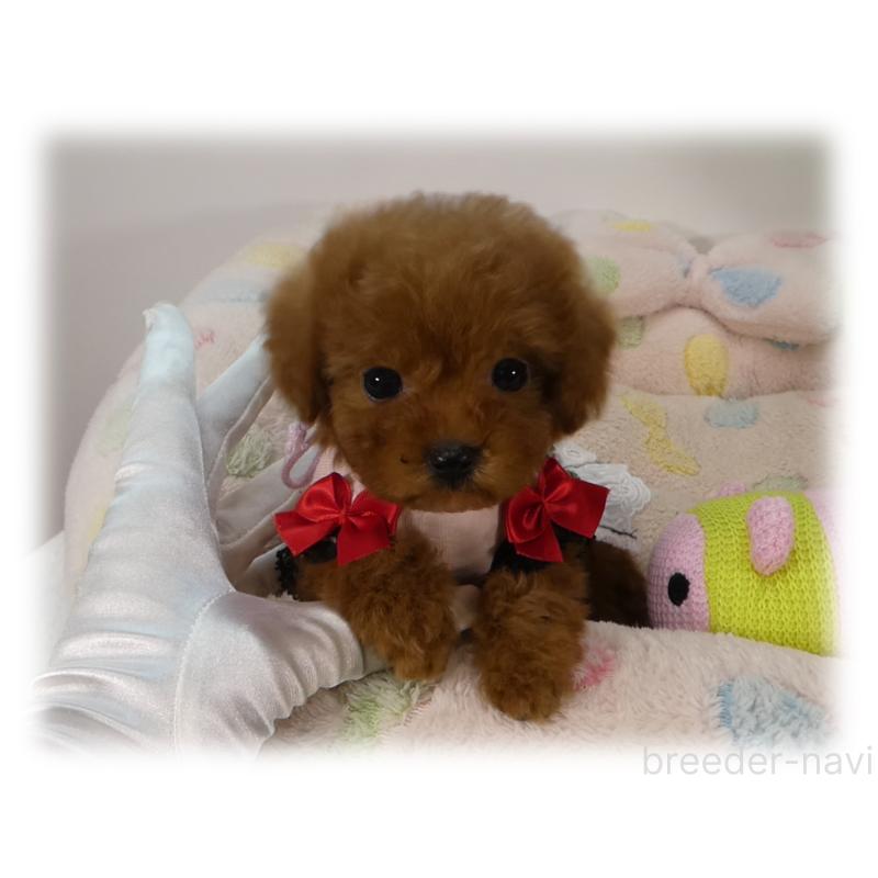 販売中の埼玉県のティーカッププードル-437000の6枚目