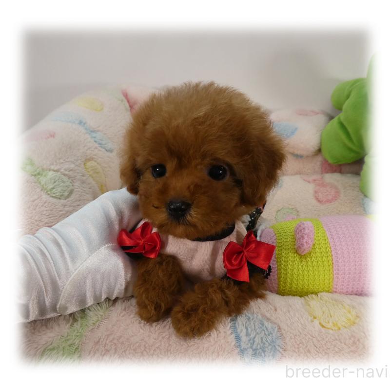 販売中の埼玉県のティーカッププードル-437000の5枚目