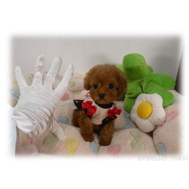 販売中の埼玉県のティーカッププードル-437000の4枚目