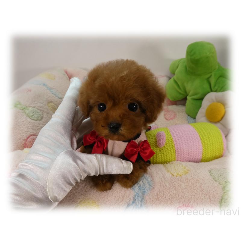 販売中の埼玉県のティーカッププードル-437000の3枚目