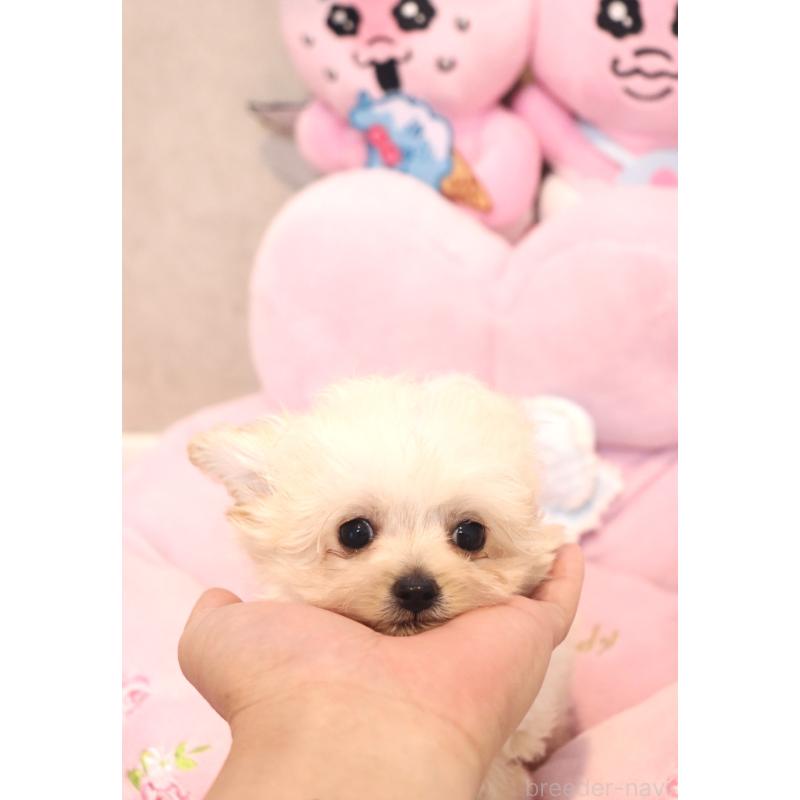 販売中の宮城県のチワプー:チワワ×トイプードル-437174の5枚目