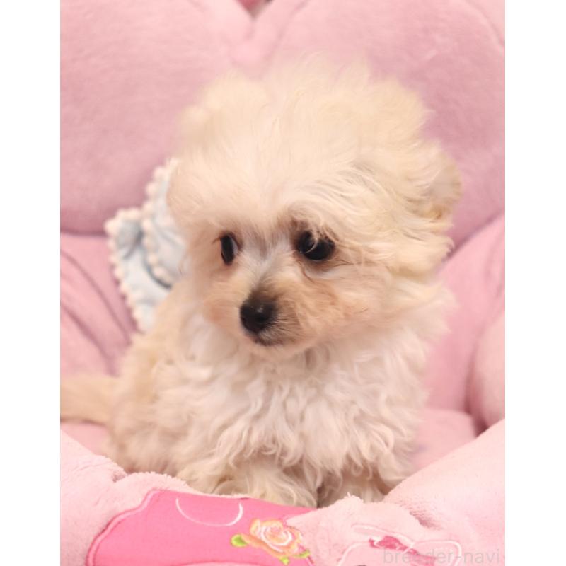 販売中の宮城県のチワプー:チワワ×トイプードル-437174の3枚目