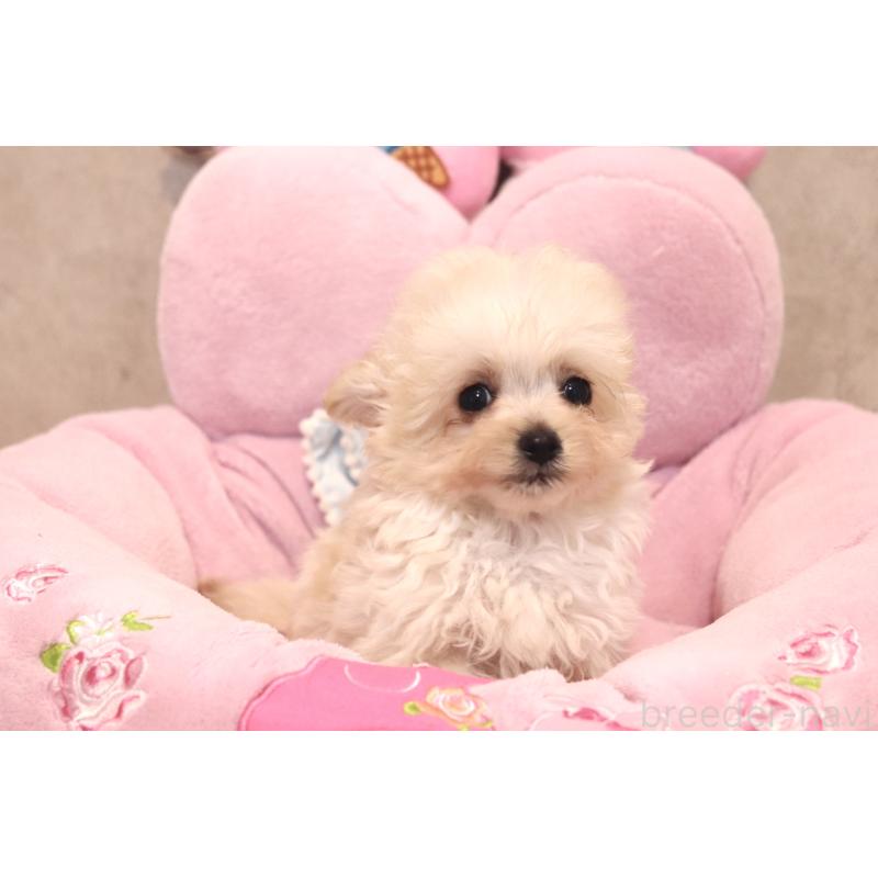 販売中の宮城県のチワプー:チワワ×トイプードル-437174の2枚目