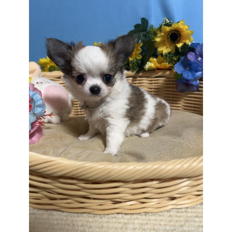 成約済の福岡県のチワワ(ロングコート)-434008の10枚目