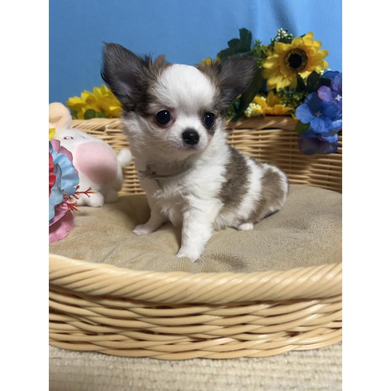 成約済の福岡県のチワワ(ロングコート)-434008の9枚目