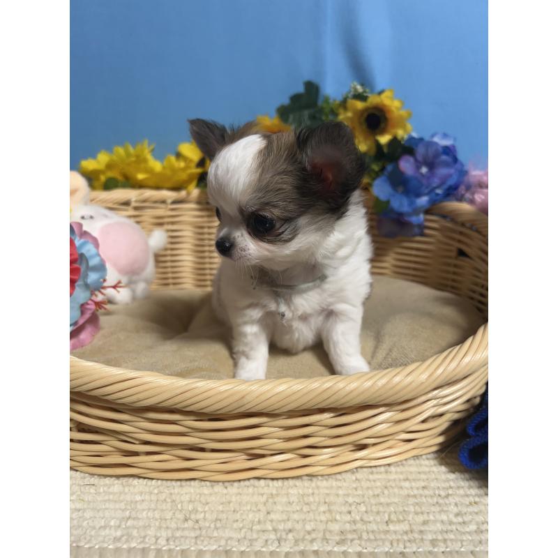 成約済の福岡県のチワワ(ロングコート)-434008の7枚目