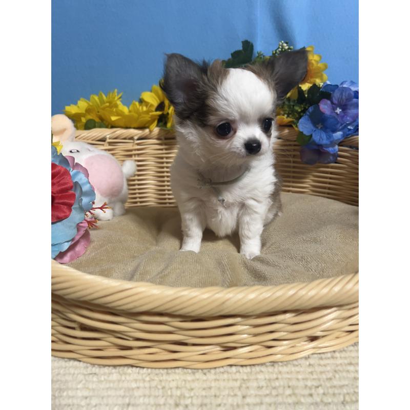 成約済の福岡県のチワワ(ロングコート)-434008の6枚目