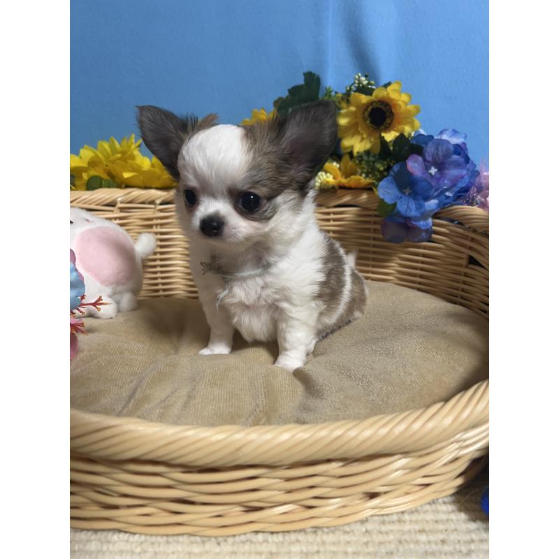 成約済の福岡県のチワワ(ロングコート)-434008の5枚目