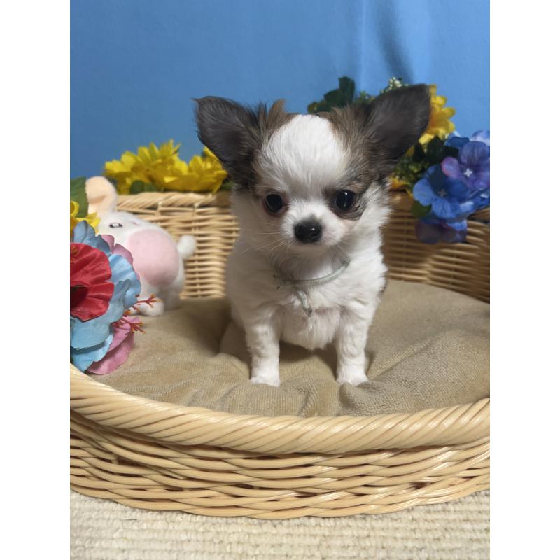 成約済の福岡県のチワワ(ロングコート)-434008の4枚目