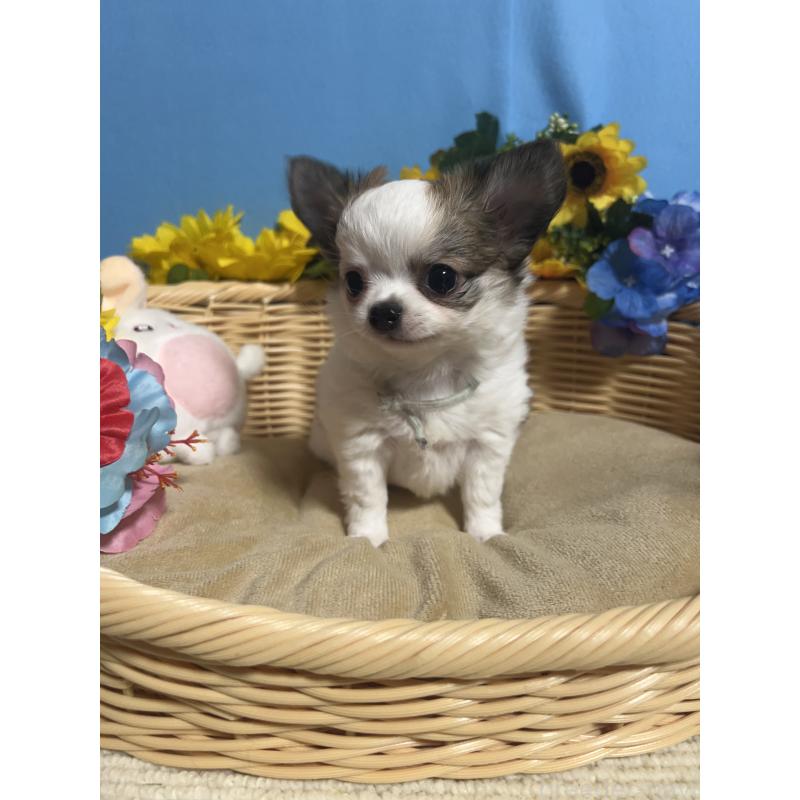 成約済の福岡県のチワワ(ロングコート)-434008の3枚目