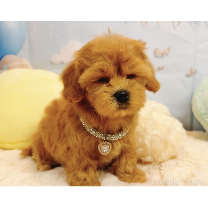 販売中の奈良県のマルプー:マルチーズ×トイプードル-437175の20枚目