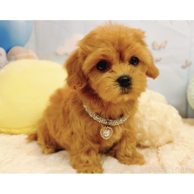 販売中の奈良県のマルプー:マルチーズ×トイプードル-437175の19枚目