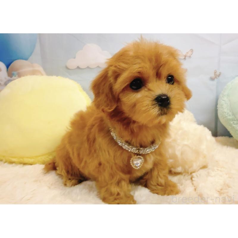 販売中の奈良県のマルプー:マルチーズ×トイプードル-437175の18枚目