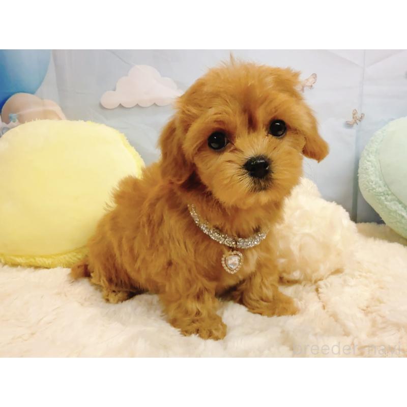 販売中の奈良県のマルプー:マルチーズ×トイプードル-437175の17枚目