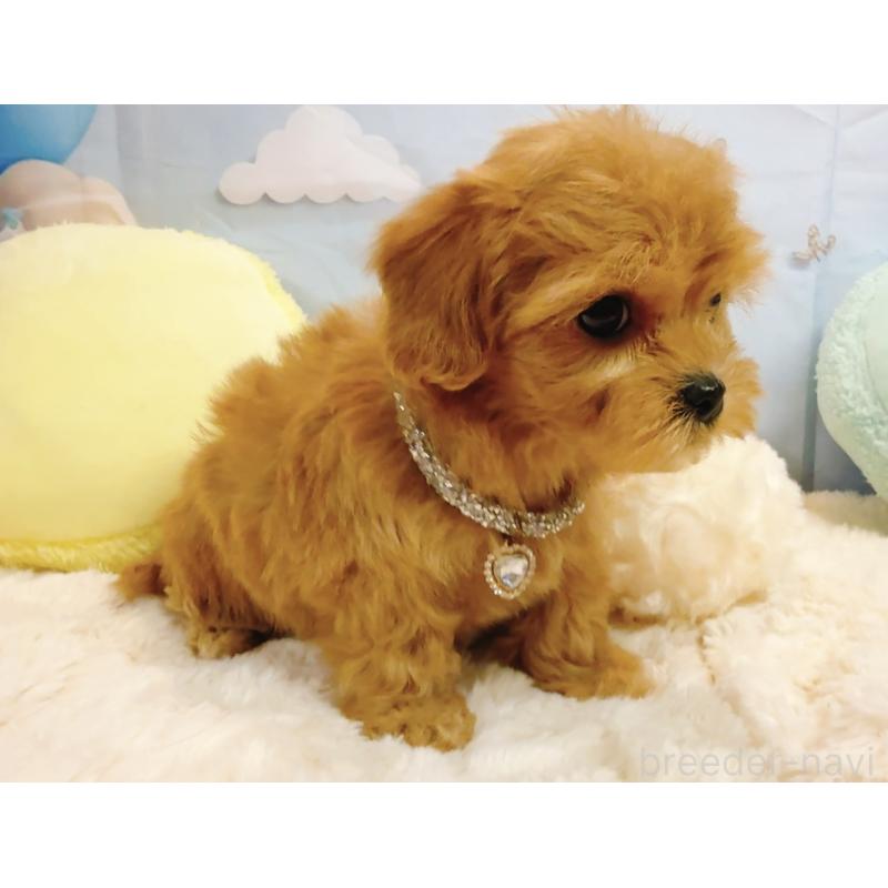 販売中の奈良県のマルプー:マルチーズ×トイプードル-437175の14枚目