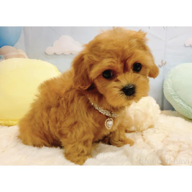 販売中の奈良県のマルプー:マルチーズ×トイプードル-437175の13枚目