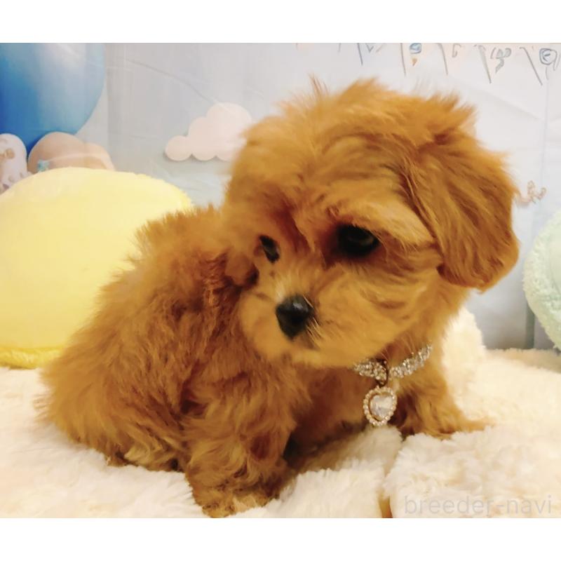 販売中の奈良県のマルプー:マルチーズ×トイプードル-437175の11枚目