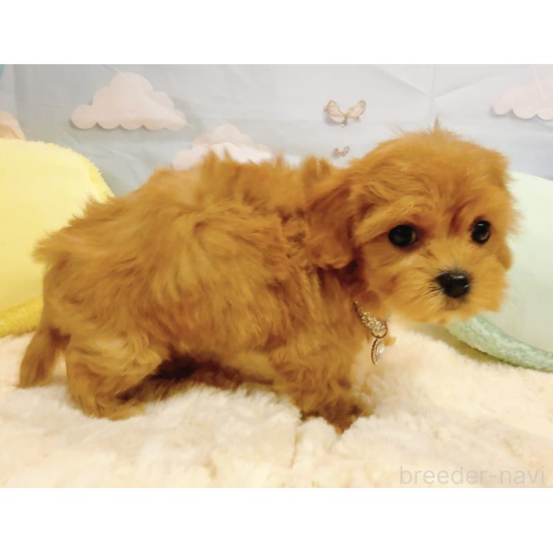 販売中の奈良県のマルプー:マルチーズ×トイプードル-437175の10枚目