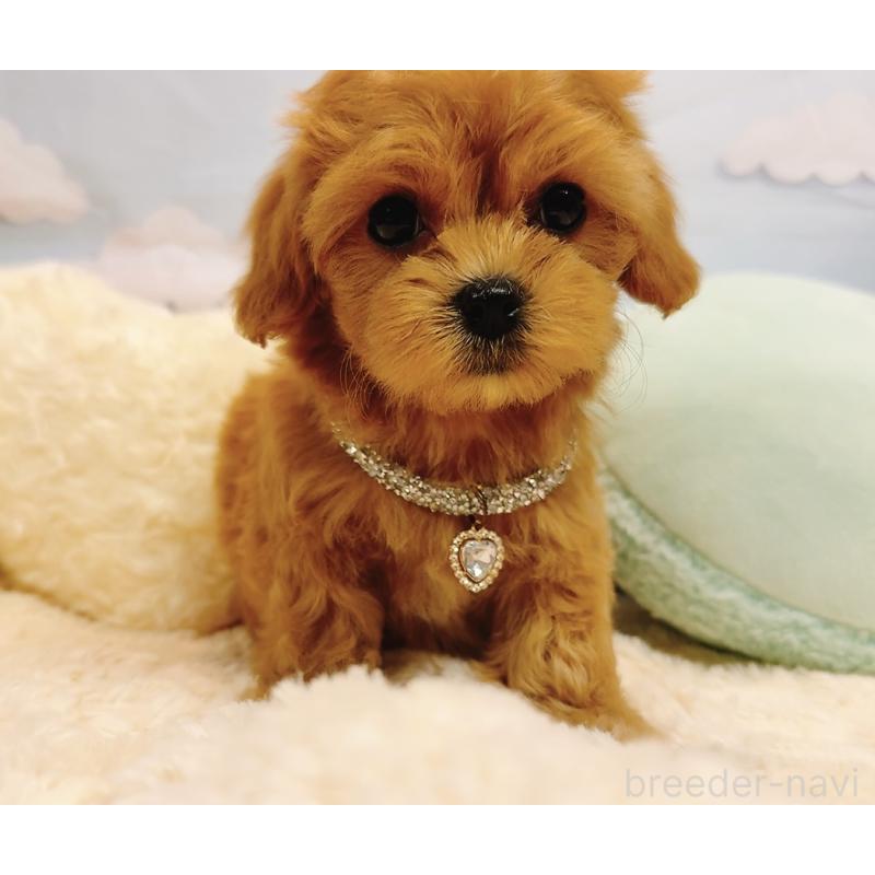 販売中の奈良県のマルプー:マルチーズ×トイプードル-437175の9枚目