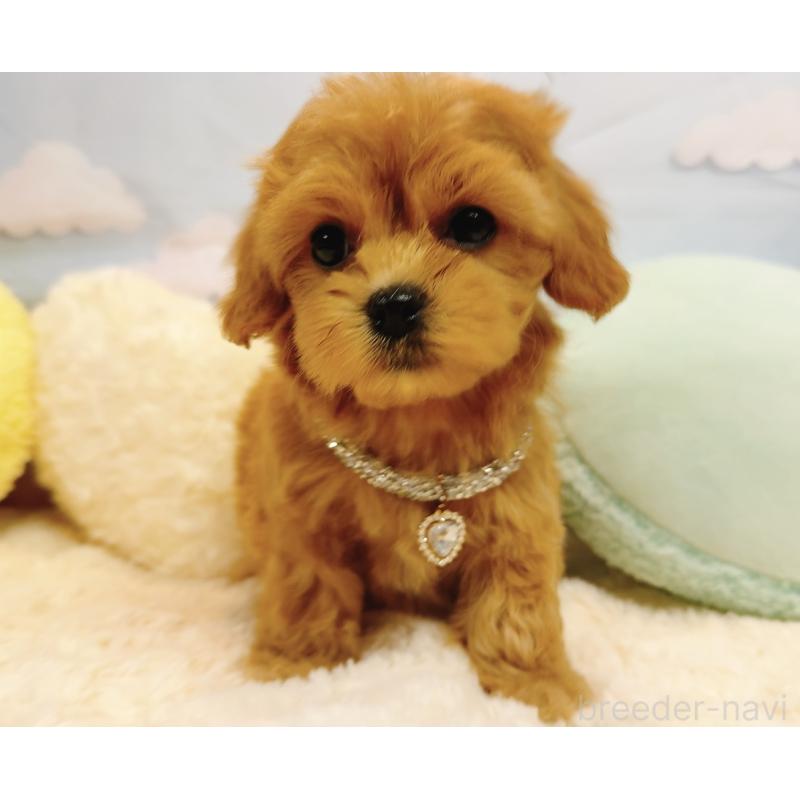 販売中の奈良県のマルプー:マルチーズ×トイプードル-437175の8枚目