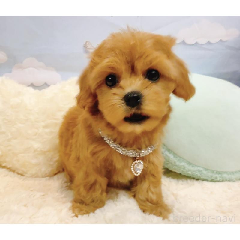 販売中の奈良県のマルプー:マルチーズ×トイプードル-437175の7枚目