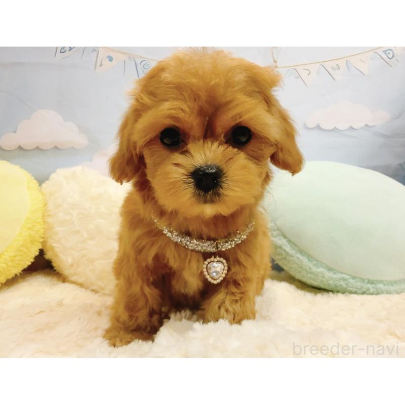 販売中の奈良県のマルプー:マルチーズ×トイプードル-437175の6枚目