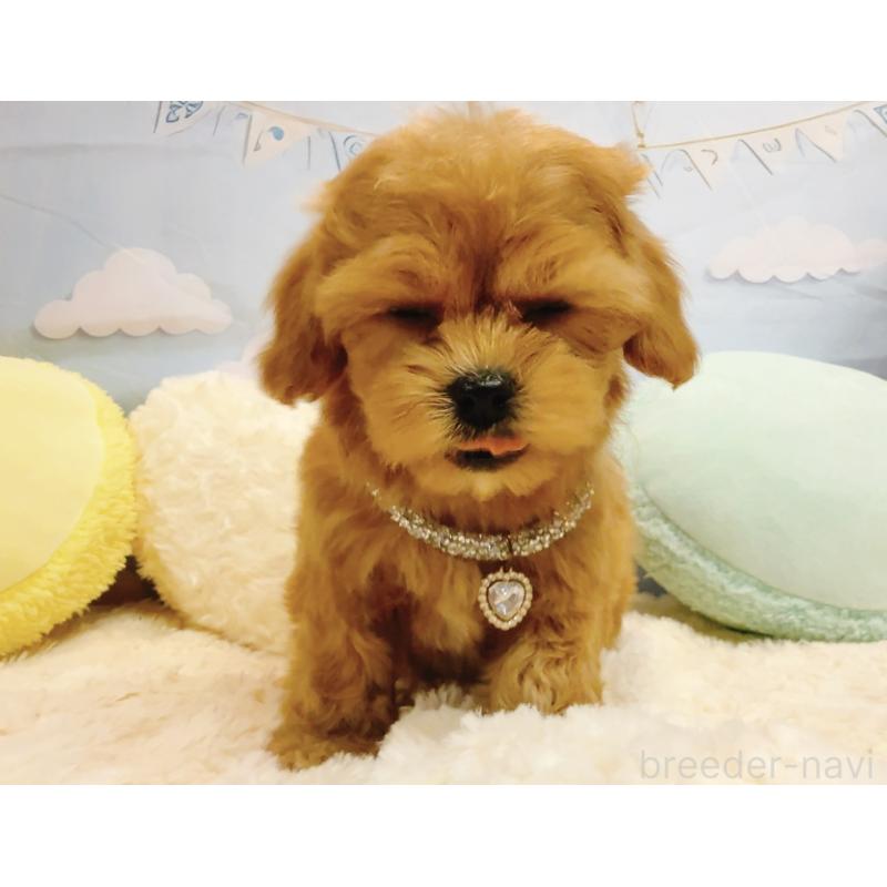 販売中の奈良県のマルプー:マルチーズ×トイプードル-437175の5枚目