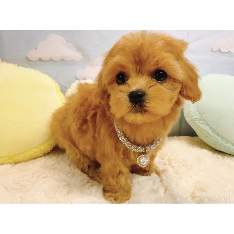 販売中の奈良県のマルプー:マルチーズ×トイプードル-437175の4枚目