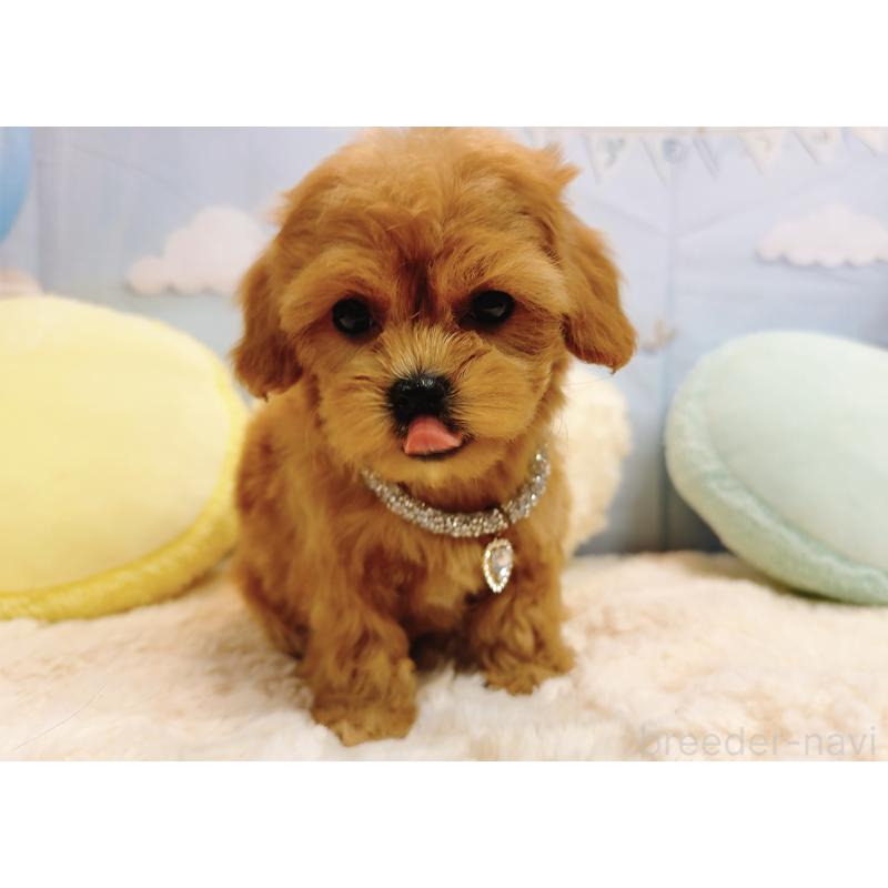 販売中の奈良県のマルプー:マルチーズ×トイプードル-437175の3枚目