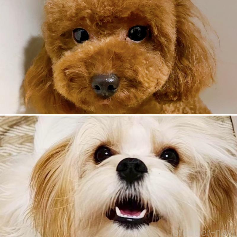 販売中の奈良県のマルプー:マルチーズ×トイプードル-437175の2枚目